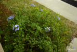 plumbago wide angle