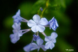 plumbago close