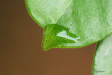 water drop on leaf; 135plus 3 extension tubes