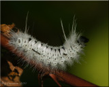 Hickory Tussock Moth ~ Lophocampa caryae