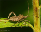 Coreidae ~ Leaf-footed Bug