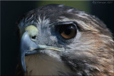 Red-tailed Hawk Portrait