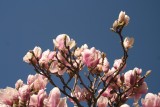 Frhlingsboten / a sign of spring 1