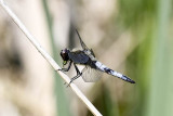 Scarce Chaser - eating lunch