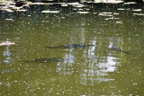 Carp - bad photo but for the fishermen among you the bigger one is over 2 feet long