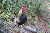 Rooster Crowing at Willowbank (1040L)