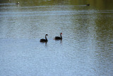 Black Swans (6900)