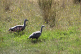 Cape Barren Geese (0079X)