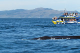 Sperm Whale between Boats (0122X)
