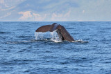 Sperm Whale Sounding (7069)