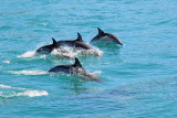 Common Dolphins following the Boat (7380)
