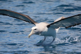Salvins Albatross landing (7626)