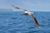 Wandering Albatross (7728)