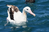 Northern Royal Albatross (7953)