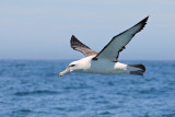White-capped Albatross (7982)