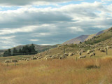 Sheep Grazing (0735X)