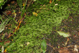 Umbrella Moss on the Forest Floor (9302)