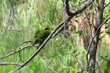 Yellow-crowned Parakeet (9558)
