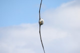 Bullers Albatross Flying Sideways (9793)