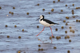 Pied Stilt (9903)