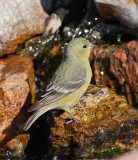 Lesser Goldfinch (Female) (1226)