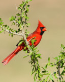 Northern Cardinal (Male) (2602)
