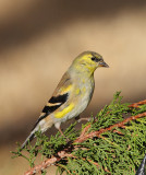 American Goldfinch (5014)