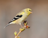 American Goldfinch (5684)