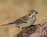 Cassins Finch (Female) (5337)
