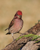 Cassins Finch (Male) (5243)