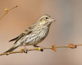 Cassins Finch (Female) (5836)