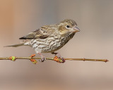 Cassins Finch (Female) (5870)