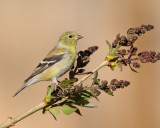 American Goldfinch (Female) (6514)