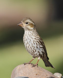 Cassins Finch (Female) (7052)