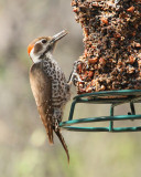 Arizona Woodpecker (9712)
