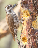Arizona Woodpecker (9833)
