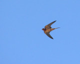 Barn Swallow (1912)