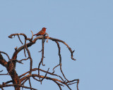 Hepatic Tanager (1827)