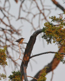 Pygmy Nuthatch (1834)