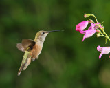 Broad-tailed Hummingbird (Female) (4993)