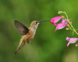 Broad-tailed Hummingbird (Female) (4998)