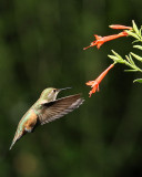 Rufous Hummingbird (Female) (6293)