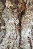 Columbus Oak Tree Bark (2161)