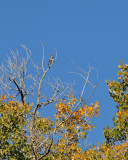 Northern Flicker (2816)