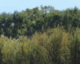 Red-winged Blackbirds (females) (2834)