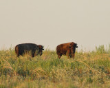 A Pair of Bison (2239)