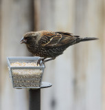 Red-winged Blackbird (6383)