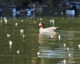 Green-winged Teal (8734)