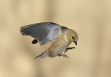 American Goldfinch Landing (7171)