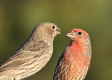 House Finches Staredown (6895)